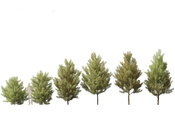European Broadleaf Trees Pack 17 - Image 16