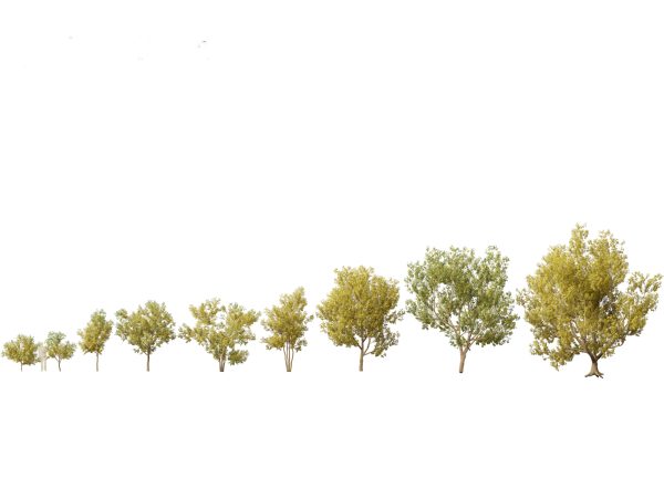 Temperate Flowering Shrubs & Trees Pack 54 - Image 17