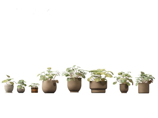 Decorative Indoor Plants Essentials Pack 41 - Image 21