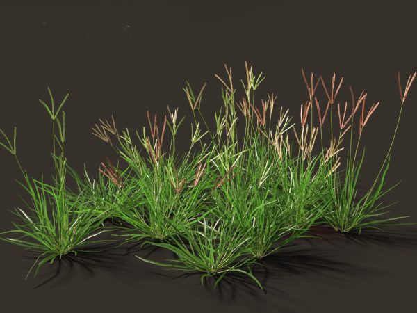 Meadow & Grassland Plants Pack 34 - Image 19