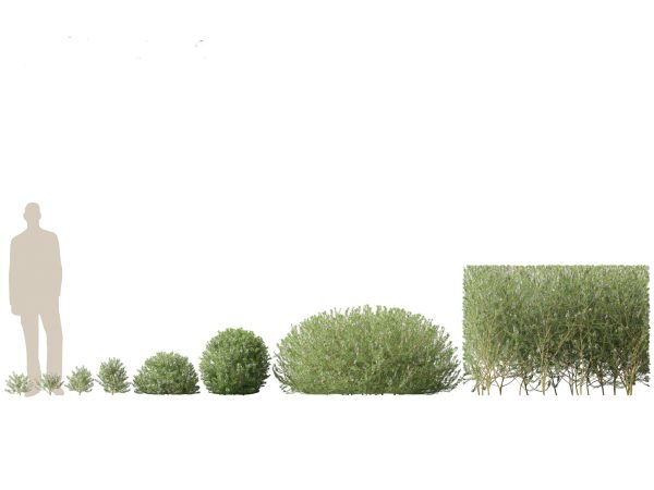 Cottage Garden Shrubs Pack 15 - Image 3