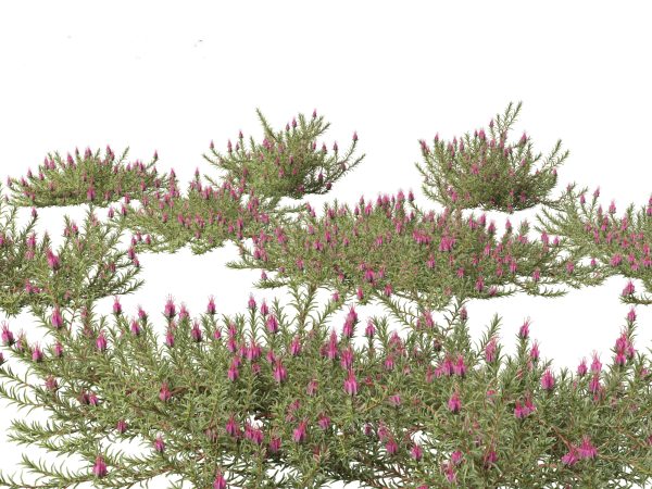 Garden Greenery Essentials Pack 39 - Image 8