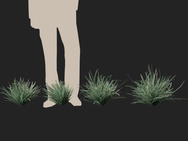Lomandra filiformis Savanna Blue - Wattle Mat-Rush 3D Model - Image 6
