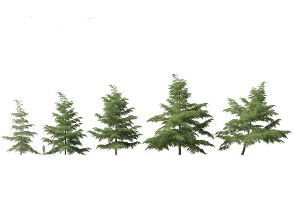 Pines, Cedars & Conifers Pack 22 - Image 4