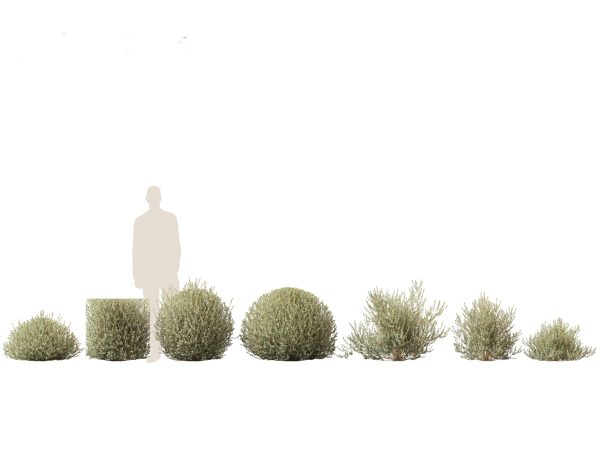 Hedge & Border Plants Pack 26 - Image 7