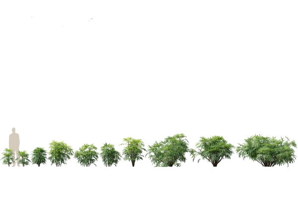 Tropical & Exotic Foliage Pack 49 - Image 4