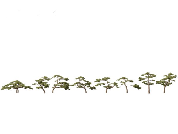 Pines, Cedars & Conifers Pack 22 - Image 14