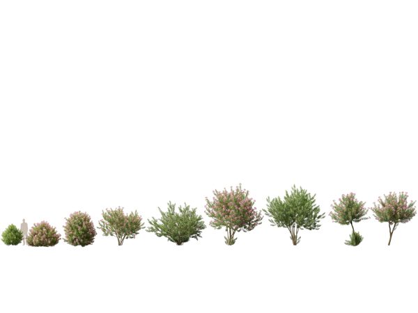 Mediterranean Garden Trees Pack 03 - Image 9