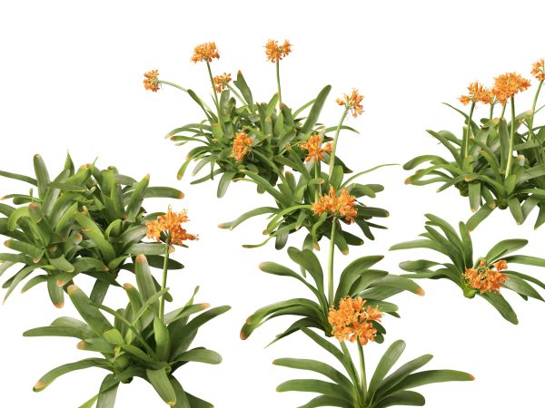 Exotic Tropical Greenery Pack 36 - Image 7