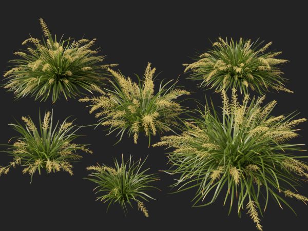 Lomandra hystrix Katie Belles - Slender Mat Rush 3D Model - Image 5
