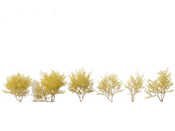 Flowering Garden Shrubs Pack 47 - Image 16