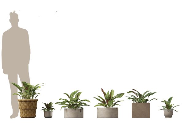 Decorative Indoor Plants Essentials Pack 41 - Image 9