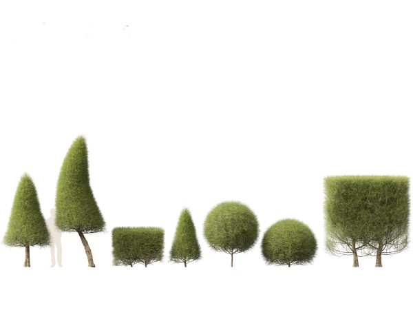 Hedge & Border Plants Pack 26 - Image 5
