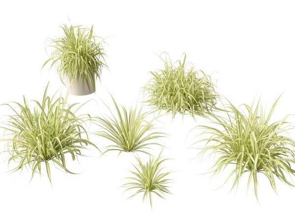Tropical & Exotic Foliage Pack 49 - Image 12