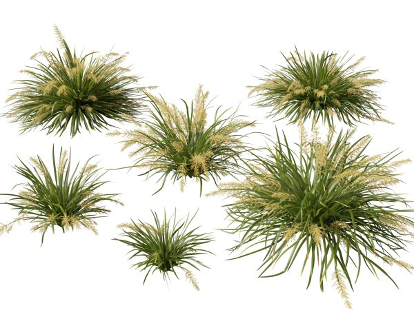Lomandra hystrix Katie Belles - Slender Mat Rush 3D Model