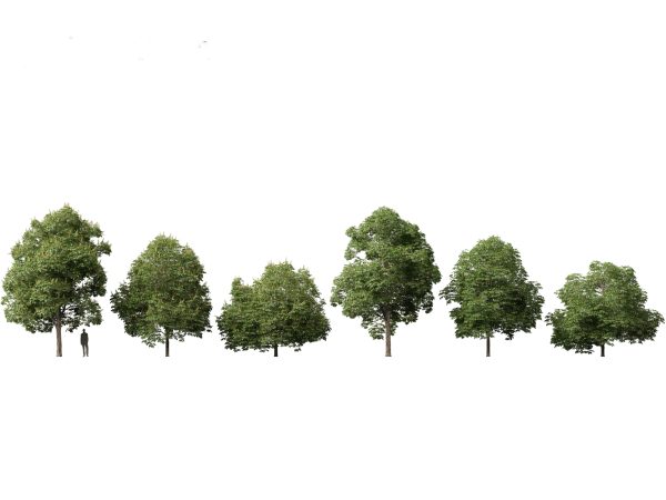 North American Trees & Shrubs Pack 43 - Image 6