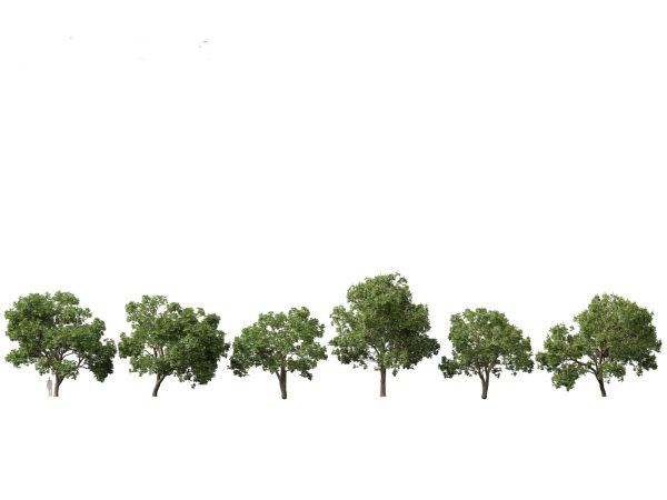 Parkland & Avenue Trees Pack 12 - Image 3