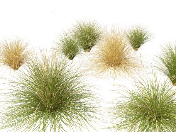 Ornamental Grasses & Groundcovers Pack 48 - Image 4