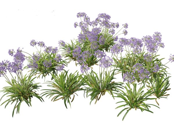Temperate Flowering Shrubs & Trees Pack 54 - Image 3