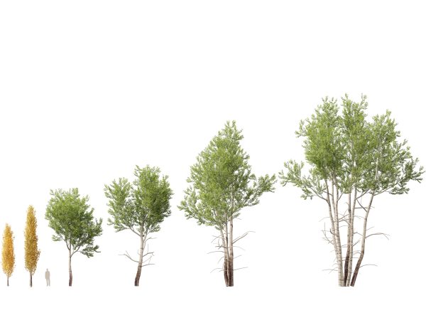 European Broadleaf Trees Pack 17 - Image 12