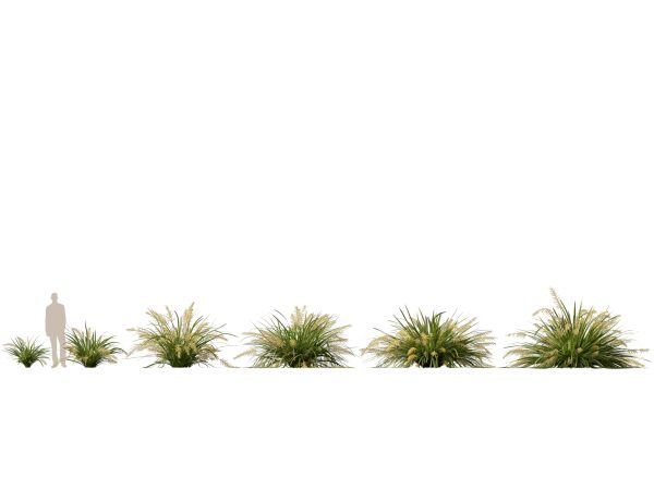 Lomandra hystrix Katie Belles - Slender Mat Rush 3D Model - Image 2