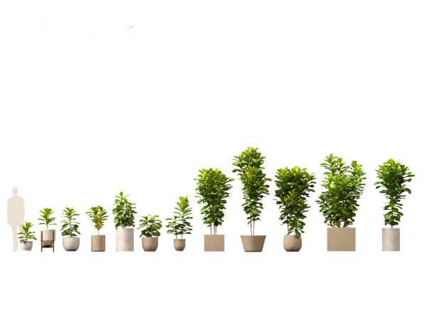 Large Potted Greenery Pack 40 - Image 8