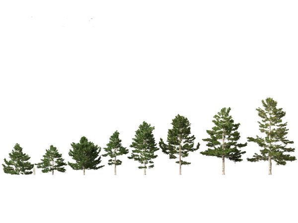 Evergreen Conifers Pack 05 - Image 9