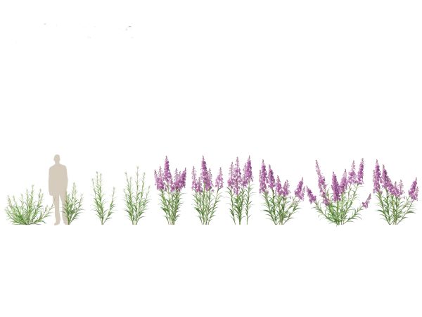 Garden Greenery Essentials Pack 39 - Image 11