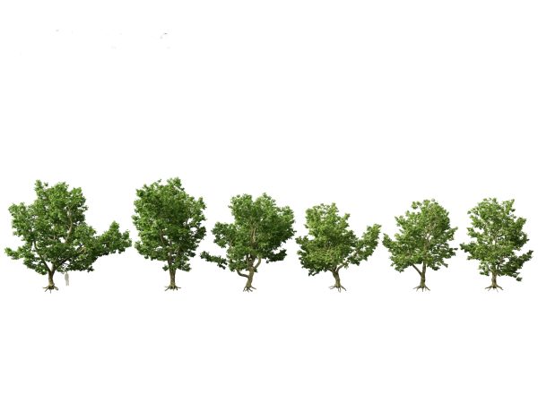 Parkland & Avenue Trees Pack 12 - Image 8