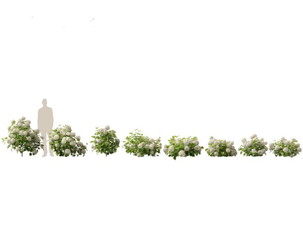 Cottage Garden Shrubs Pack 15 - Image 9