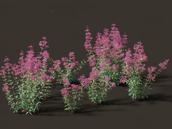 Garden Greenery Essentials Pack 39 - Image 16