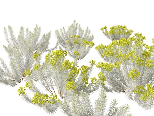 Mediterranean & Arid Plants Pack 44 - Image 22
