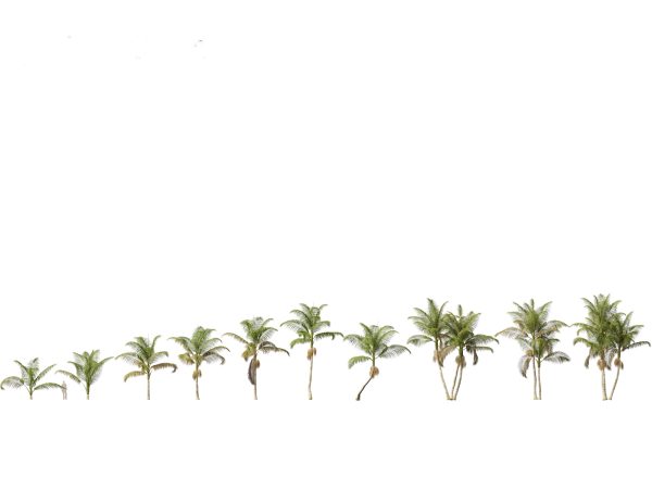 Palms & Exotics Pack 25 - Image 5