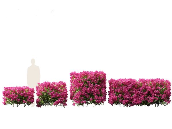 Hedge & Border Plants Pack 26 - Image 4
