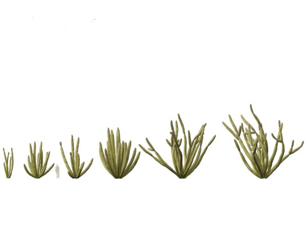 Succulents & Desert Plants Pack 07 - Image 14