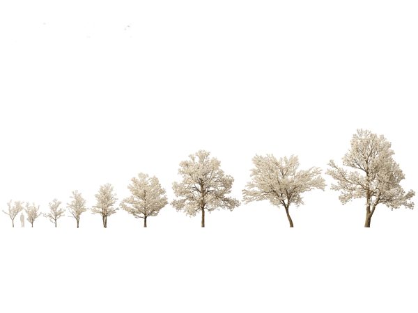 Asian Ornamental Trees Pack 21 - Image 14