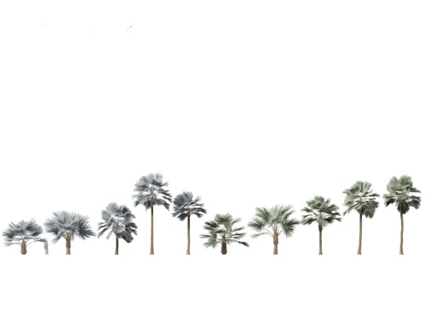 Tropical Giants & Palms Pack 02 - Image 4