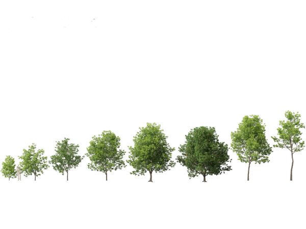 Urban Streetscape Trees Pack 11 - Image 5