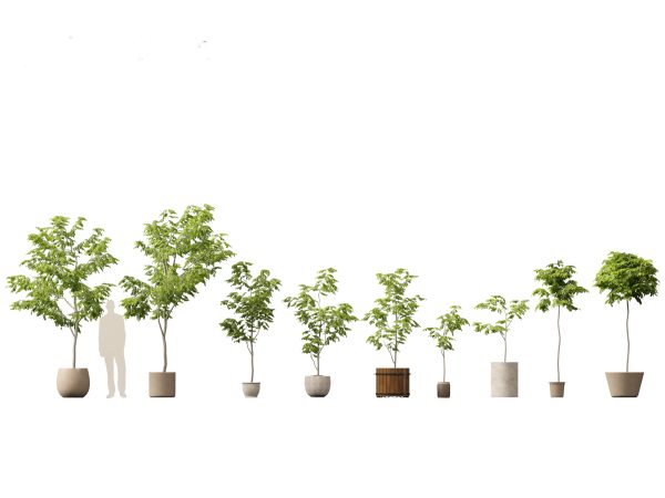 Large Potted Greenery Pack 40 - Image 18