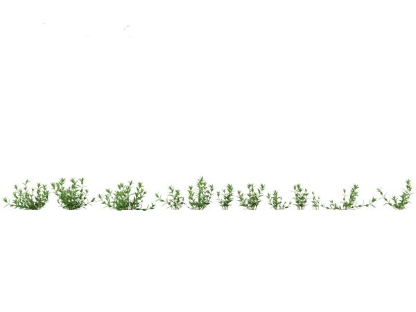 Meadow & Grassland Plants Pack 34 - Image 29