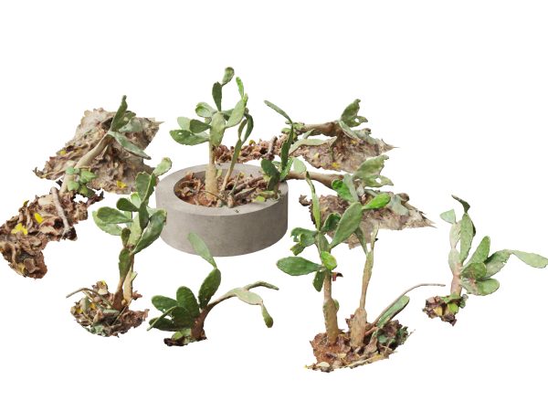 Succulents & Desert Plants Pack 07 - Image 12