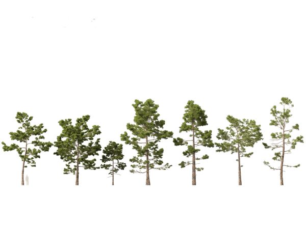 Pines, Cedars & Conifers Pack 22 - Image 13