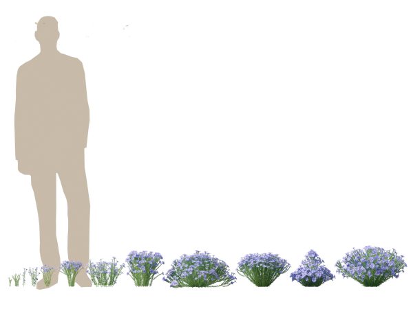 Flowering Perennials & Herbs Pack 42 - Image 7