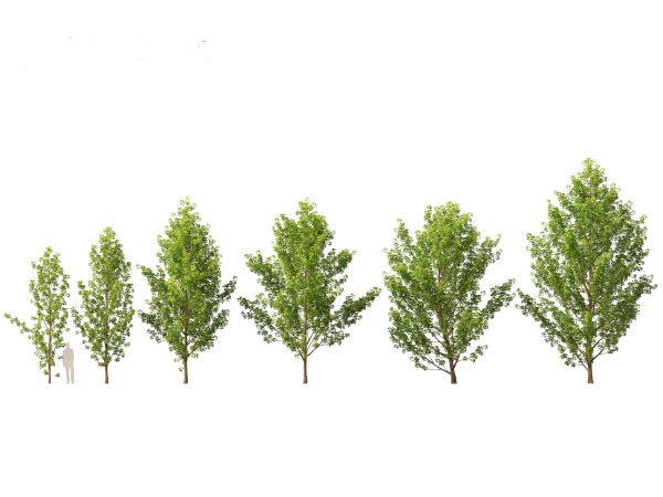 Parkland & Avenue Trees Pack 12 - Image 10