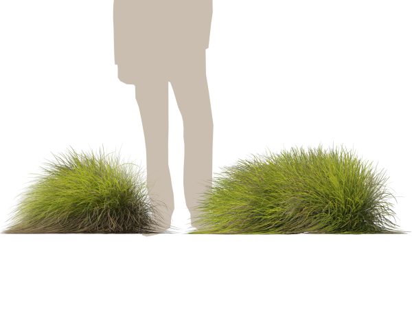 Lomandra confertifolia Little Con - Small Mat Rush 3D Model - Image 7