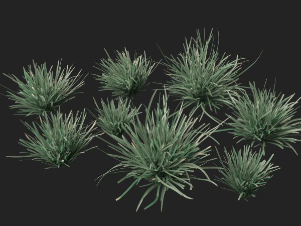 Lomandra filiformis Savanna Blue - Wattle Mat-Rush 3D Model - Image 5