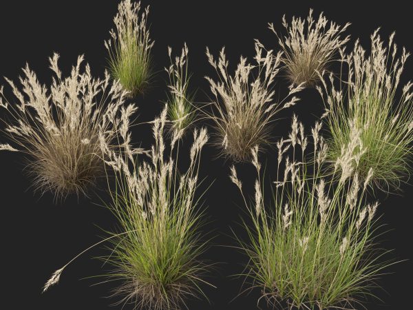 Rytidosperma caespitosum - Common Wallaby-grass 3D Model - Image 7