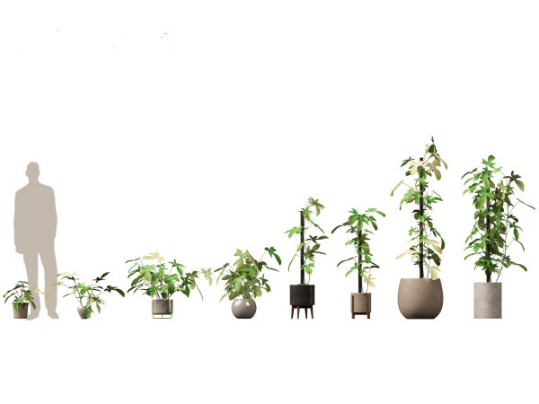 Large Potted Greenery Pack 40 - Image 13