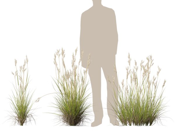 Rytidosperma caespitosum - Common Wallaby-grass 3D Model - Image 13