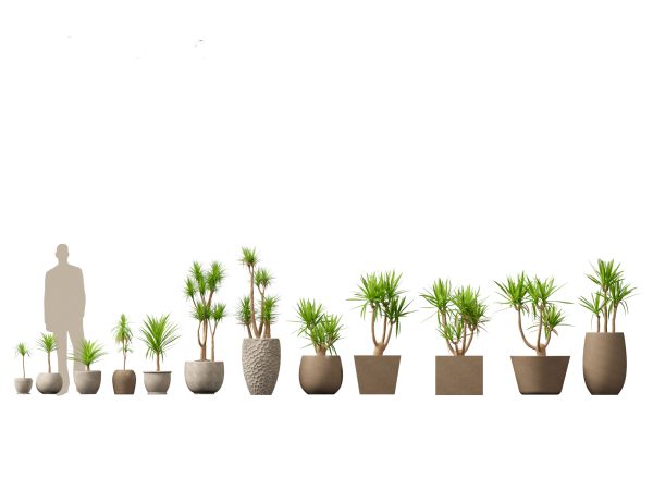 Decorative Indoor Plants Essentials Pack 41 - Image 24